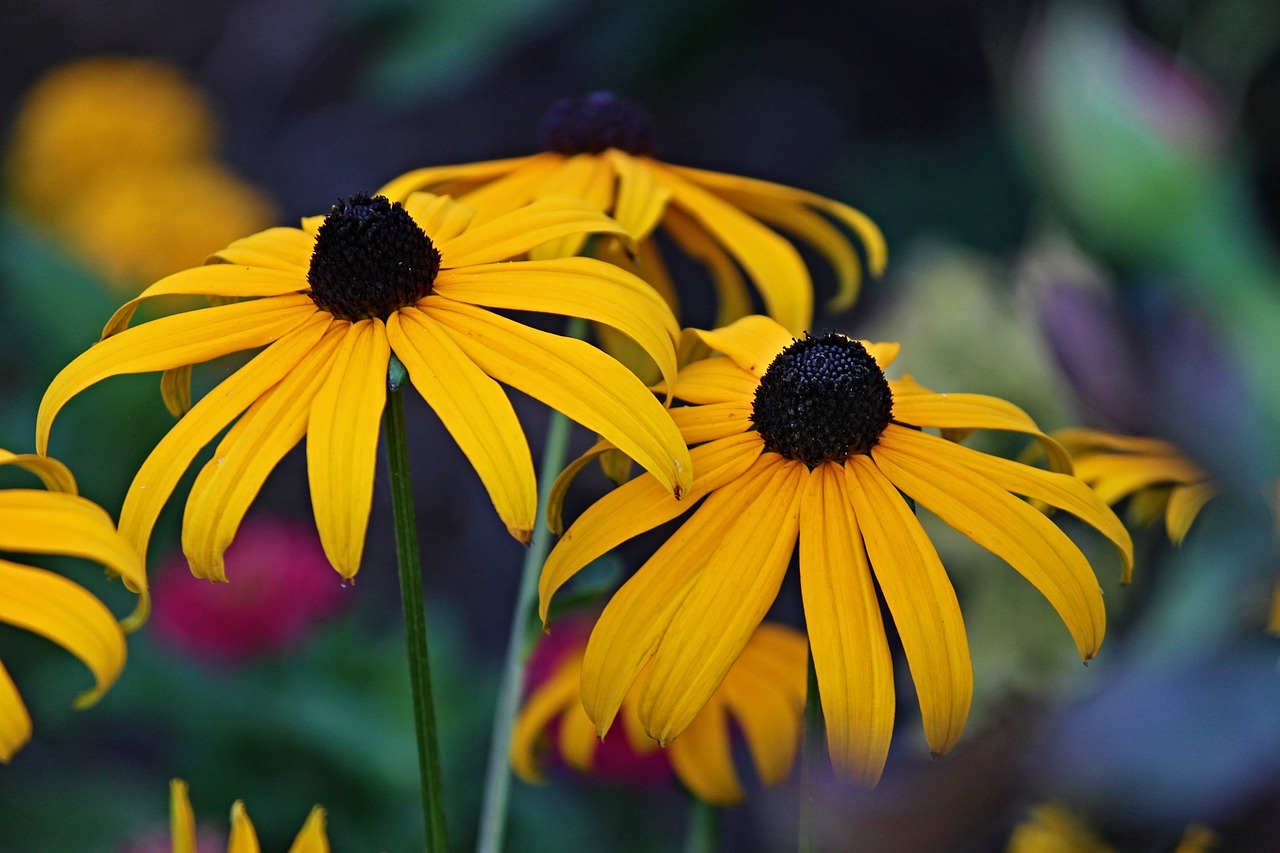 How to Create a Scented Garden for Relaxation